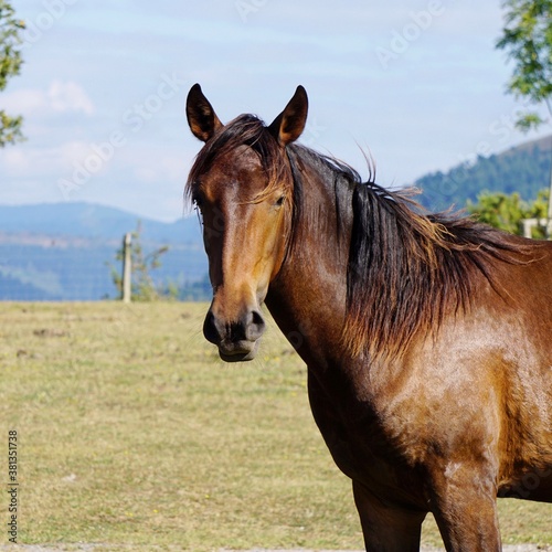 brown horse on the field, beautiful horse in the nature © Ismael
