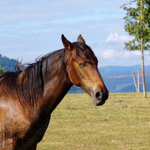 brown horse on the field  beautiful horse in the nature