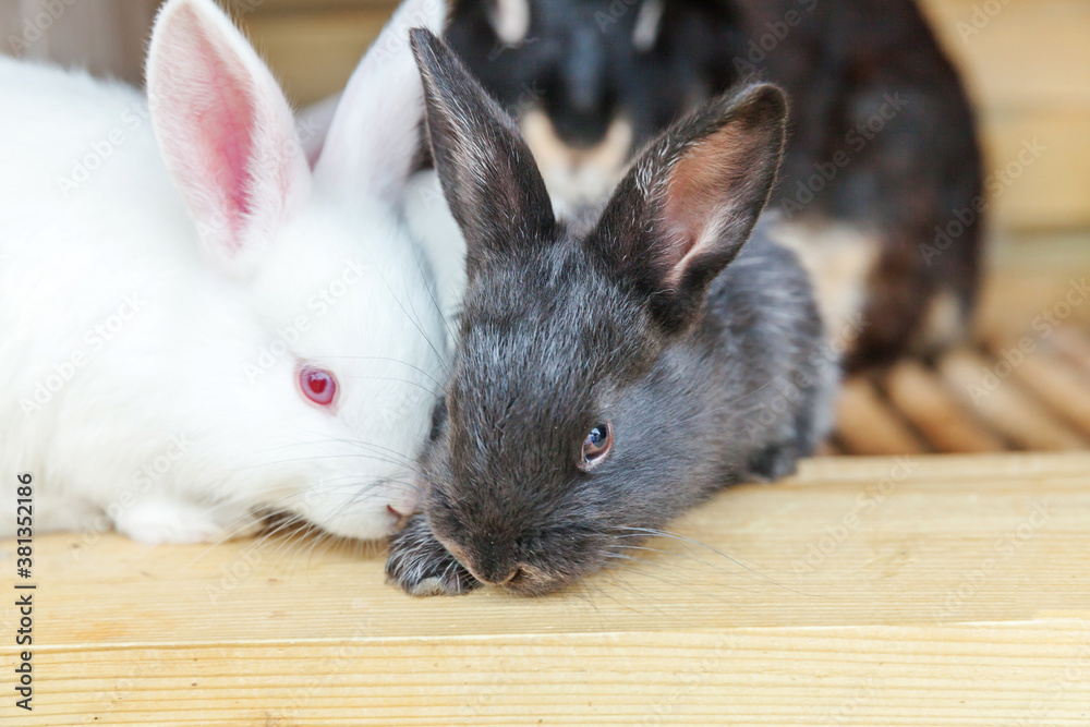 Many different small feeding rabbits on animal farm in rabbit-hutch, barn ranch background. Bunny in hutch on natural eco farm. Modern animal livestock and ecological farming concept. Many different small feeding rabbits on animal farm in rabbit-hutch, barn ranch background. Bunny in hutch on natural eco farm. Modern animal livestock and ecological farming concept.