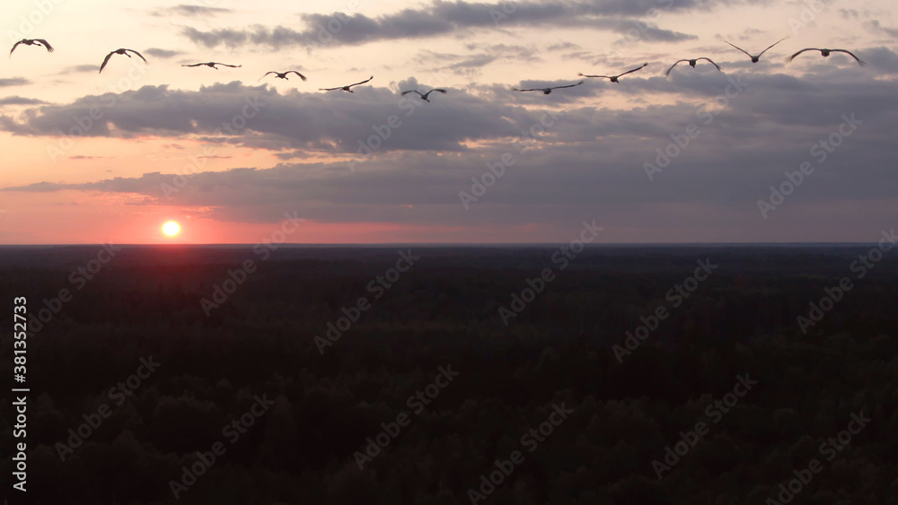 Flock of birds flying in sky at sunset. Common crane, Grus grus, birds in flight