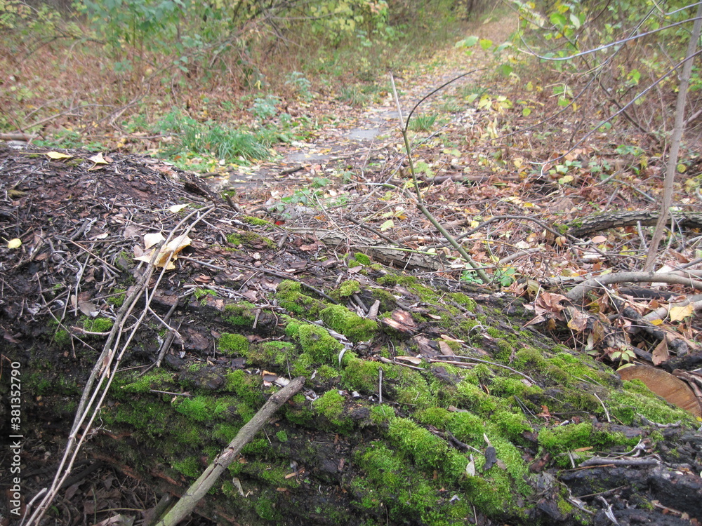 moss on the tree moss on the tree