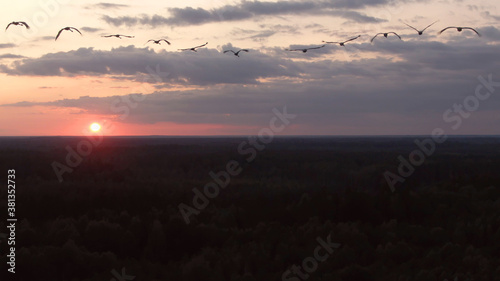 Flock of birds flying in sky at sunset. Common crane, Grus grus, birds in flight © YaD