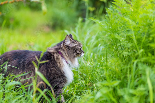 A fluffy striped cat sits on the grass and looks aside
