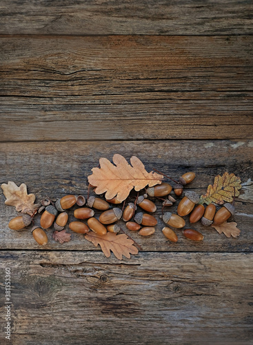 wooden background with acorns and oak leaves. autumn composition. fall season, thanksgiving day concept. Flat lay. copy space