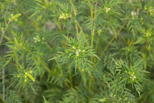 Flowering ragweed plant growing outside, a common allergen