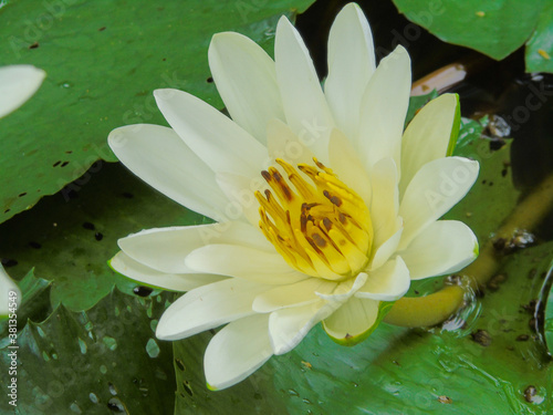 the beauty of
summer flowers