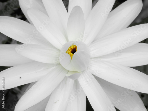 the beauty of
summer flowers