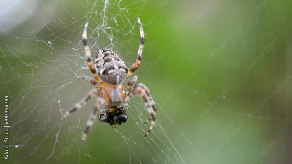 Large Spider Hanging On Spider Web on Blurred Green Background Large Spider Hanging On Spider Web on Blurred Green Background