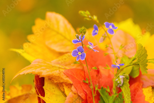 Obraz na płótnie Autumn leaves and flowers bouquet close-up. Selective focus. Autumn concept. High quality photo w salonie