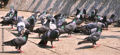 A group of Pigeon sitting on the ground