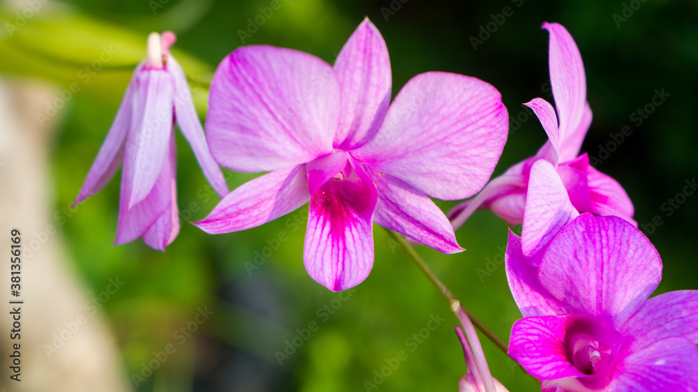 Fototapeta premium Beauty purple coloured of Cooktown orchid flowers or Dendrobium bigibbum, in bloom.