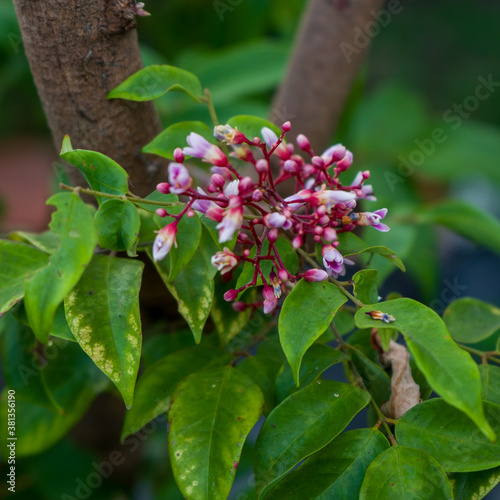 Belimbing / Star-fruit flowers or Carambola in bloom. Close-up shot on the tree branches.