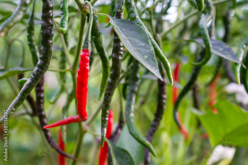 The Cayenne Pepper fruits vegetable tree or Capsicum annum, moderately hot chilli pepper used to flavour dishes. photo
