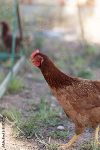 brown free-range hen loose in the field