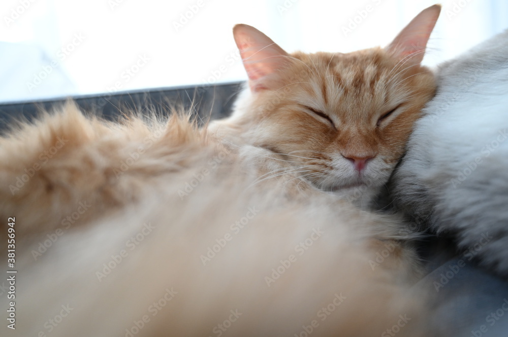 Obraz premium ソファでくつろぐ猫（マンチカン）