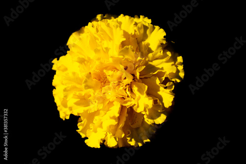 beautiful bright yellow flower on a black background macro photography
