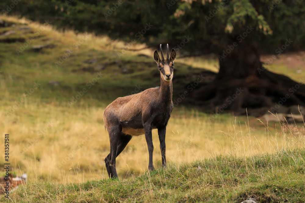 Fototapeta premium Chamois in the woods