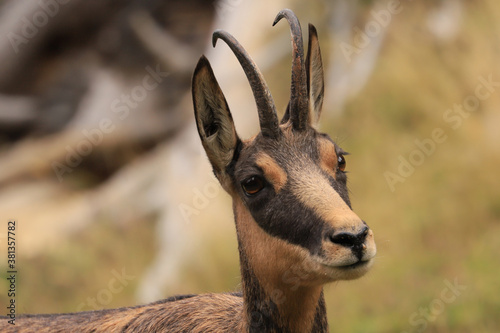close up of a chamois mother