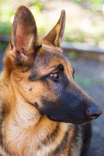 young beautiful german shepherd dog sad looks to the side with a sad smart look in profile