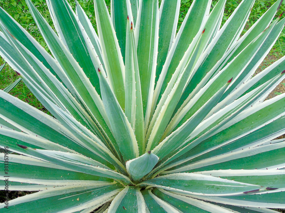 Fototapeta premium green plants