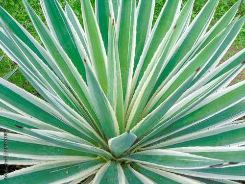 
green plants