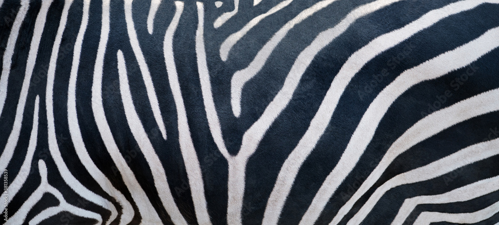 Fototapeta premium Natural texture of the zebra skin.