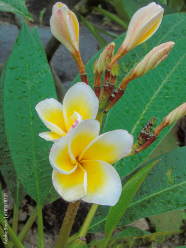the beauty of
summer flowers