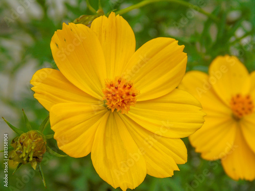 the beauty of
summer flowers