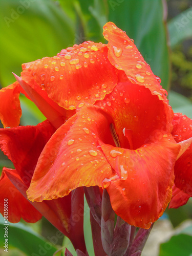 the beauty of
summer flowers