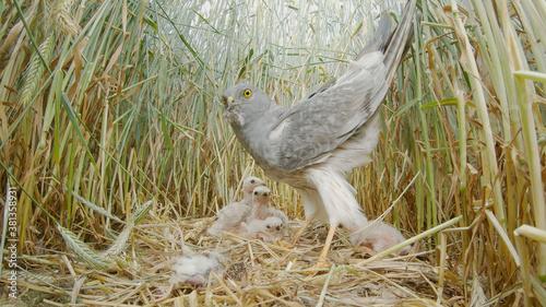 Montagu's harrier adult male on nest with chicks, bird of prey Circus pygargus photo