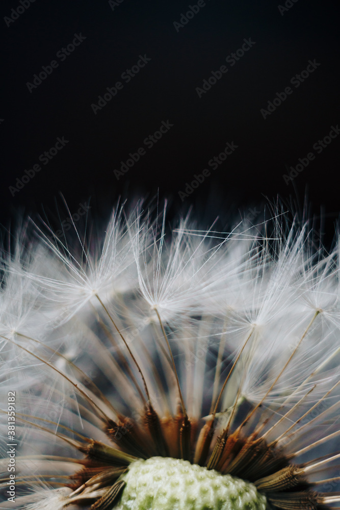 Naklejka premium macro photo of white dandelion fluffs