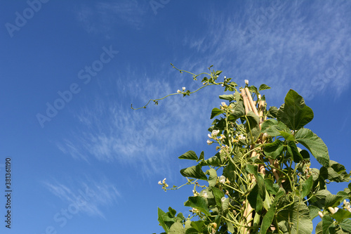 Foto Tall wigwam of Wey runner bean vines with white flowers