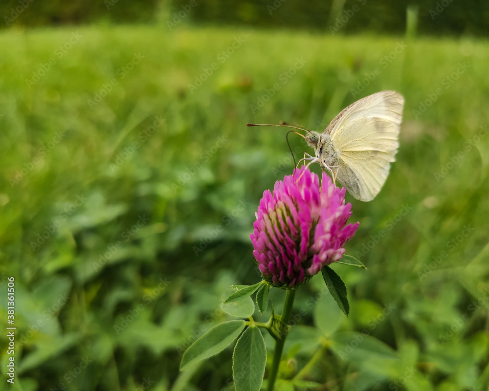Motyl Bielinek kapustnik na kwiatku Motyl Bielinek kapustnik na kwiatku