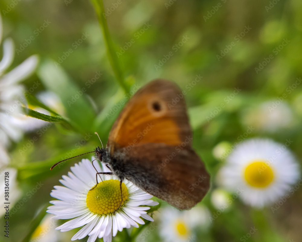 Motyl Przestrojnik titonus na kwiatku Motyl Przestrojnik titonus na kwiatku
