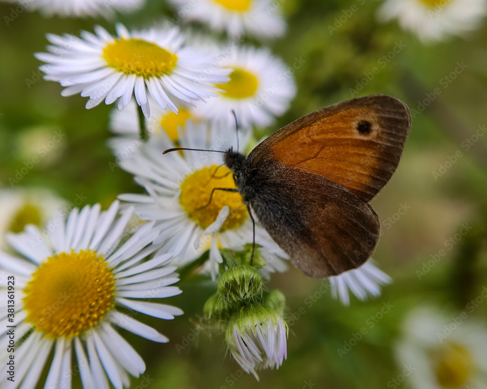 Motyl Przestrojnik titonus na kwiatku Motyl Przestrojnik titonus na kwiatku