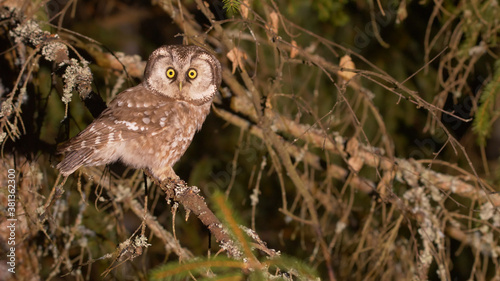 Boreal owl. Wild bird in night forest. look, eyes, face of the owl. Aegolius funereus