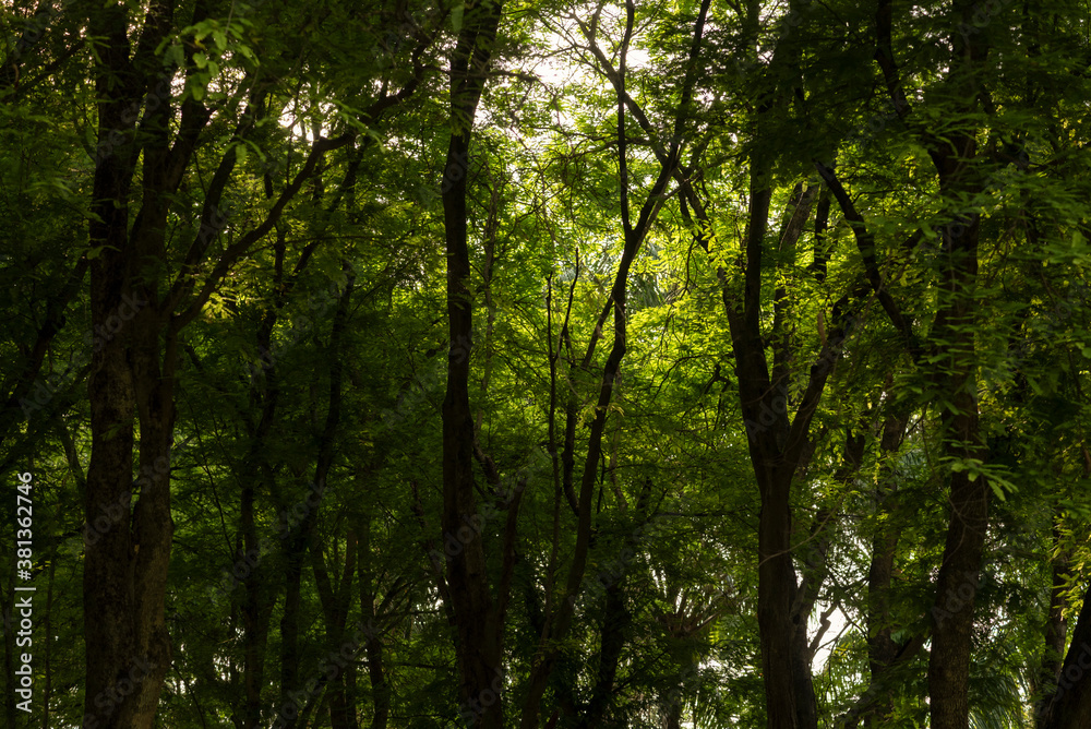 Shaded of green leaf against with light make an incredible impact abstract shape.