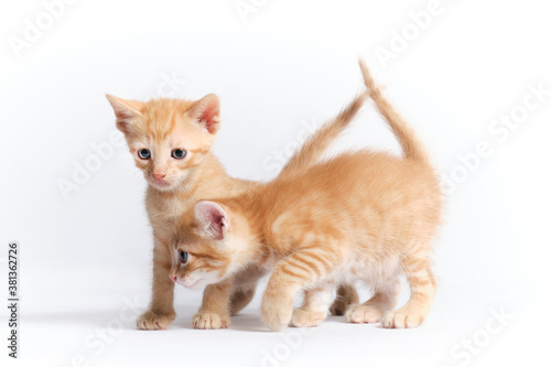 cute kitten in studio with white background