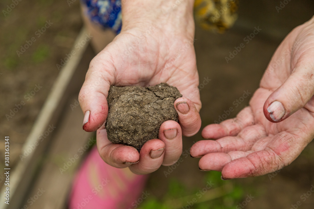 The wrinkled hands of an elderly woman hold a lump of earth
