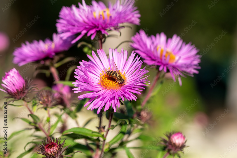 Obraz premium Bee and lilac autumn chrysanthemum flowers. Selective focus