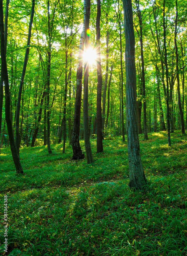 Obraz premium forest trees. nature green wood sunlight backgrounds.