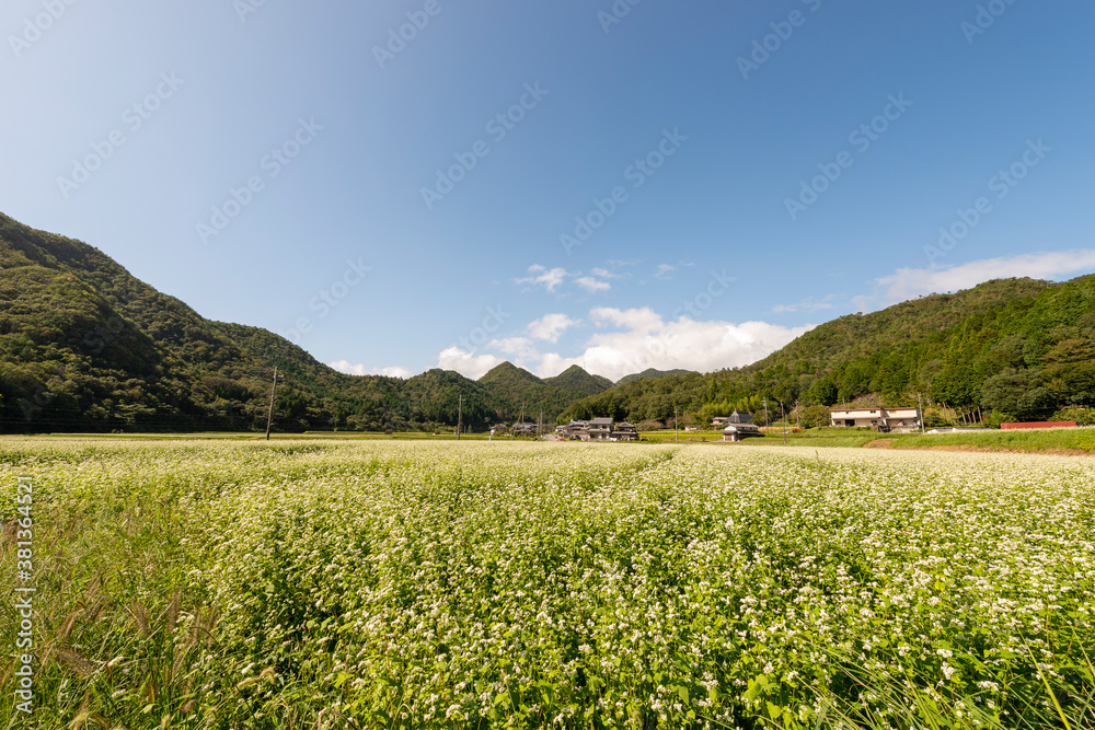 Field view of buckwheat (Fagopyrum esculentum. Fagopyrum sagittatum. Polygonum fagopyrum) cultivation in Sanda city, Hyogo, Japan in September