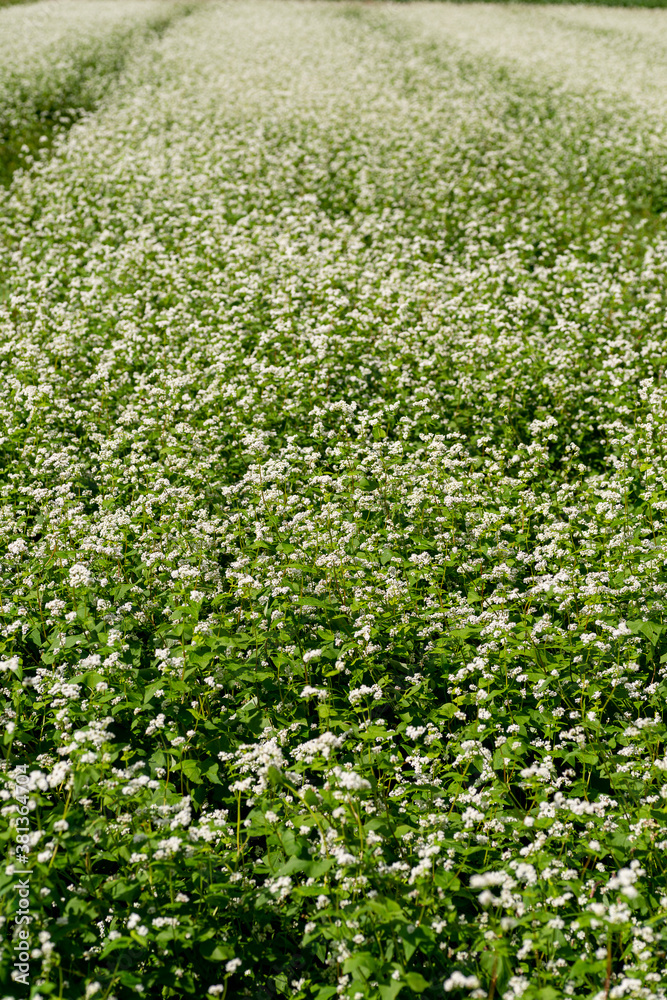 Field view of buckwheat (Fagopyrum esculentum. Fagopyrum sagittatum. Polygonum fagopyrum) cultivation in Sanda city, Hyogo, Japan in September Field view of buckwheat (Fagopyrum esculentum. Fagopyrum sagittatum. Polygonum fagopyrum) cultivation in Sanda city, Hyogo, Japan in September