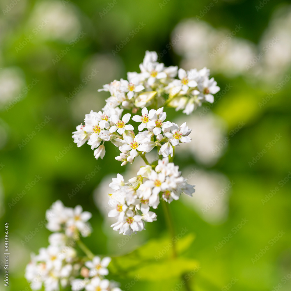 Full blooming of buckwheat (Fagopyrum esculentum. Fagopyrum sagittatum. Polygonum fagopyrum) in Japan in September