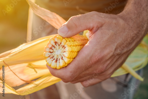 Agronomist holding corn on the cob in the field