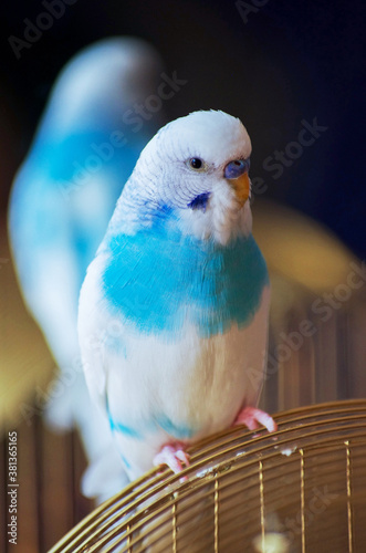 The budgerigar sits on a fence in the house