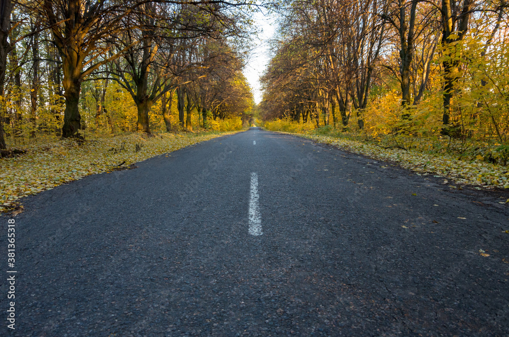 Fototapeta premium Road in the autumnal forest