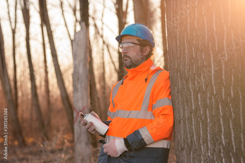 Forestry technician labeling tree trunk for cutting in deforestation process