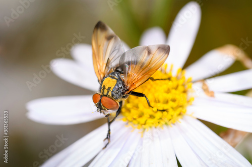 Phasia aurigera with marguerite