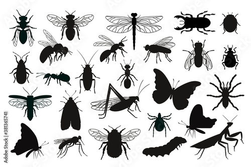 Insects silhouettes set. Black stencils shapes of bugs, outline of creatures of science entomology, vector illustration contours of beetles isolated on white background © ssstocker